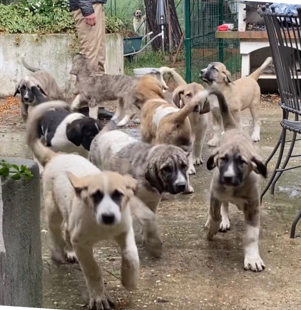 chiot Cao de Gado Transmontano Du Haras Du Paty