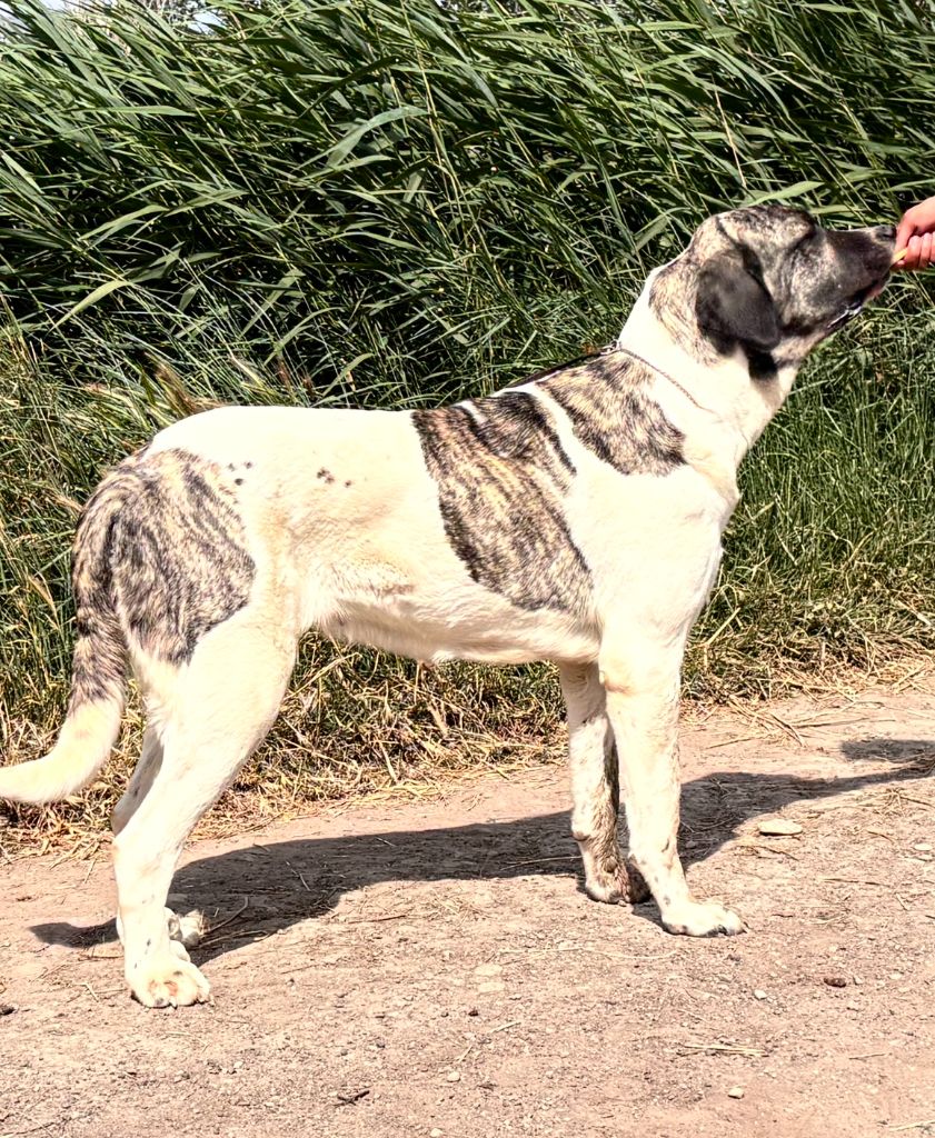 Tara Du Haras Du Paty