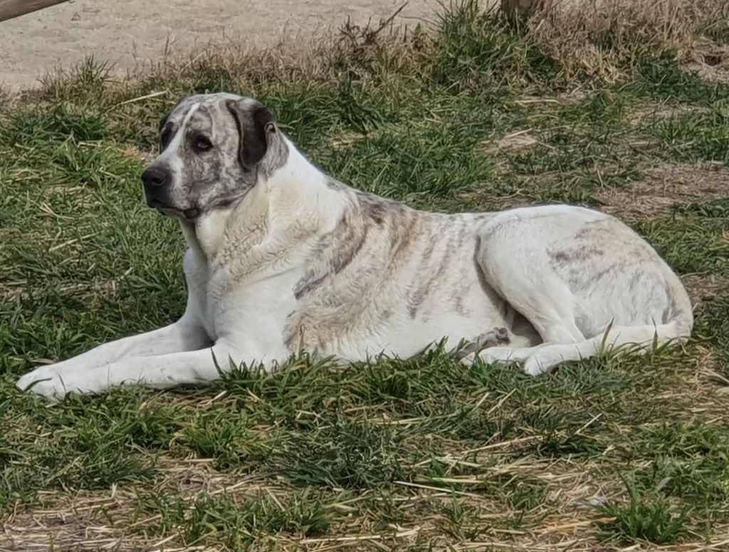 Odyssée Du Haras Du Paty
