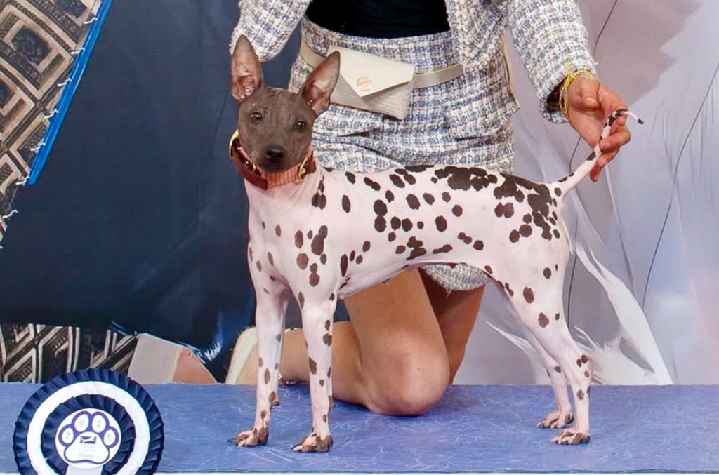 Amaliel hairless angel