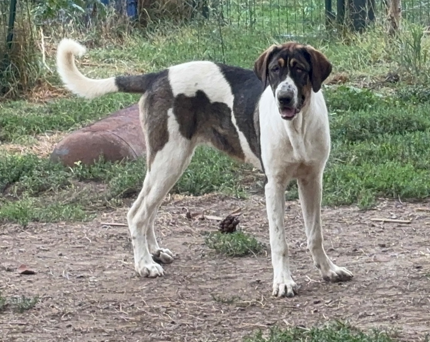 Du Haras Du Paty - Chiots disponibles - Cao de Gado Transmontano