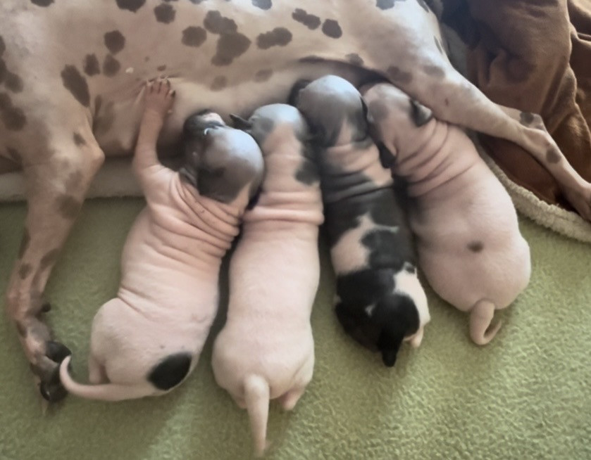 Chiot Terrier nu americain Du Haras Du Paty