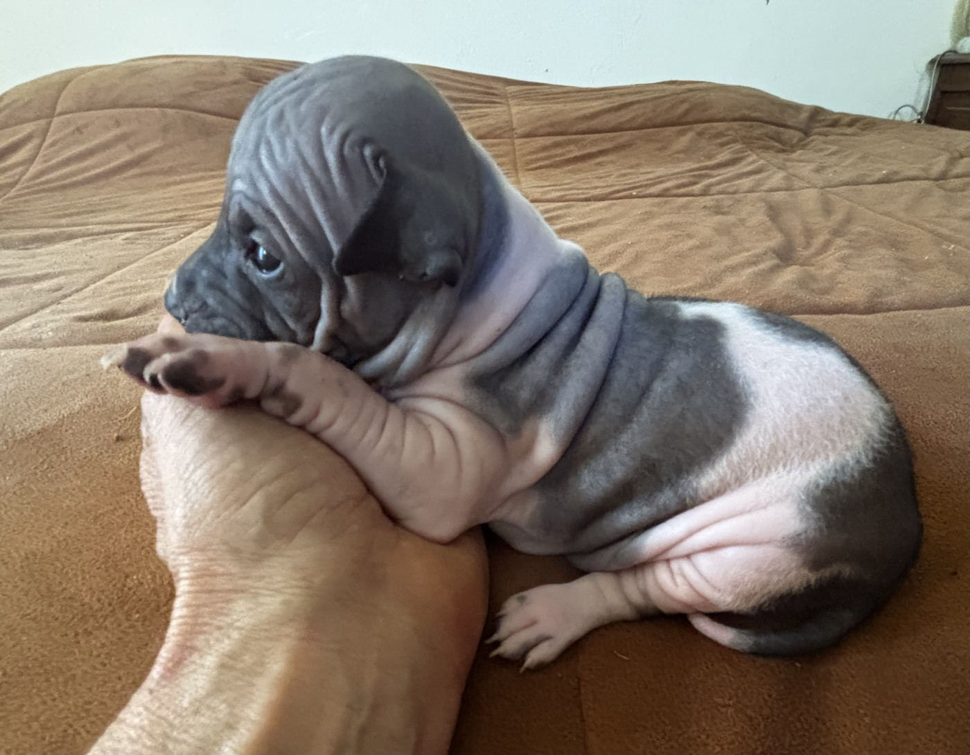 Du Haras Du Paty - Chiots disponibles - Terrier nu americain