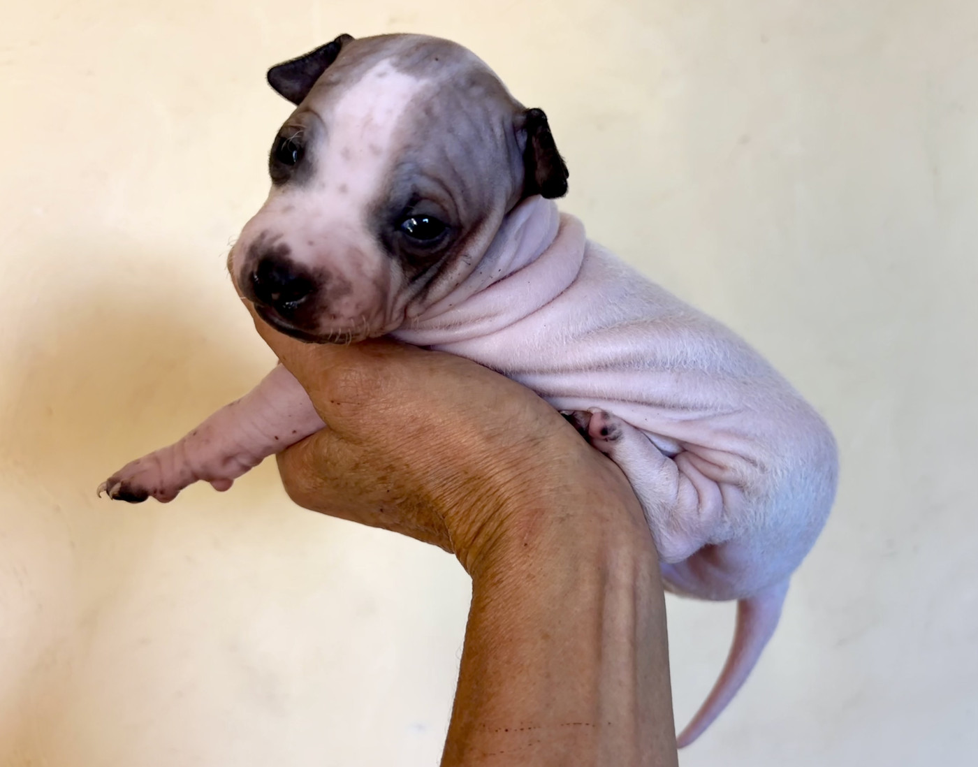 Du Haras Du Paty - Chiots disponibles - Terrier nu americain