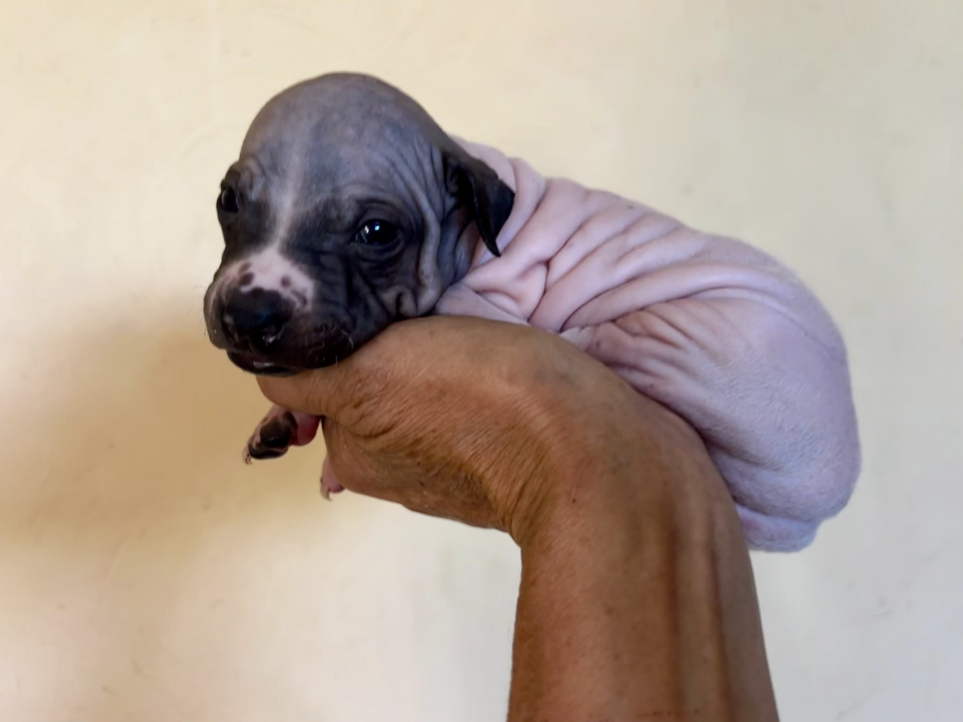 Du Haras Du Paty - Chiots disponibles - Terrier nu americain