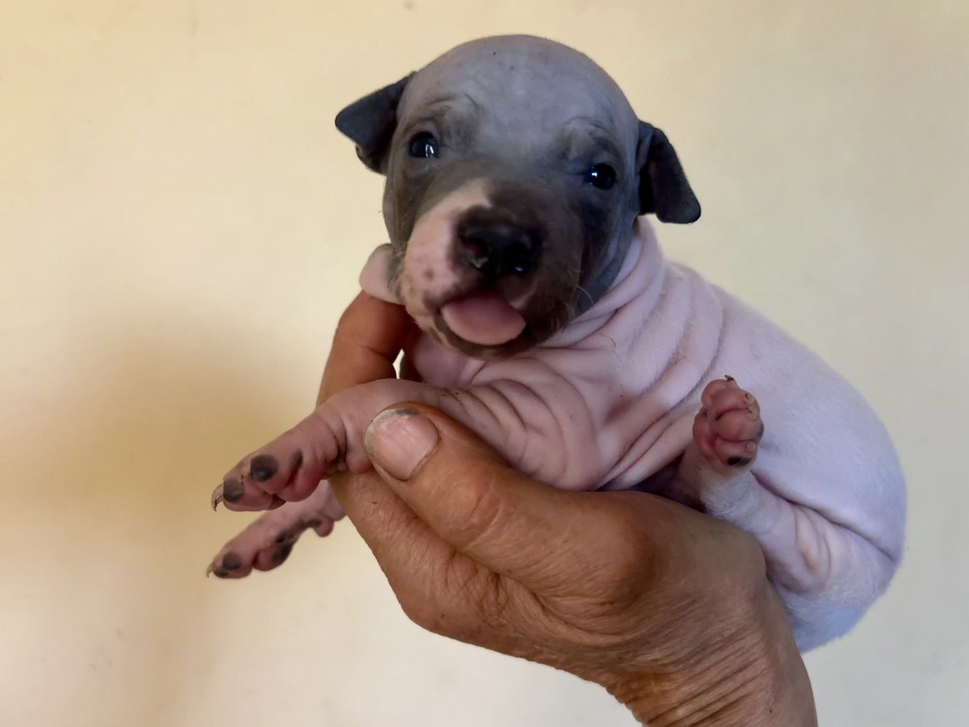 Du Haras Du Paty - Chiots disponibles - Terrier nu americain