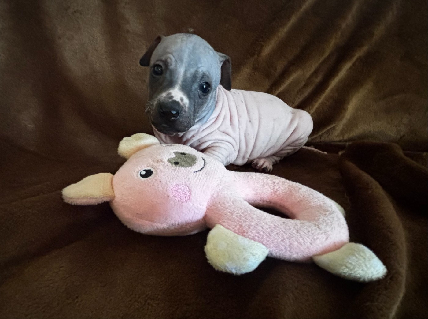 Du Haras Du Paty - Chiots disponibles - Terrier nu americain