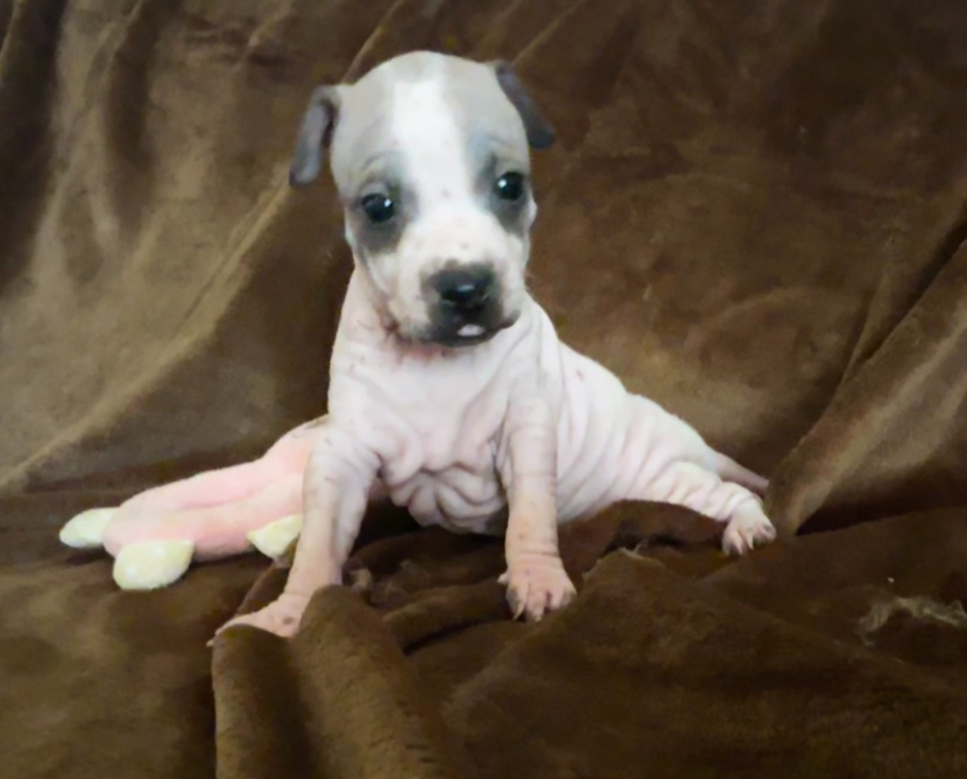 Du Haras Du Paty - Chiots disponibles - Terrier nu americain