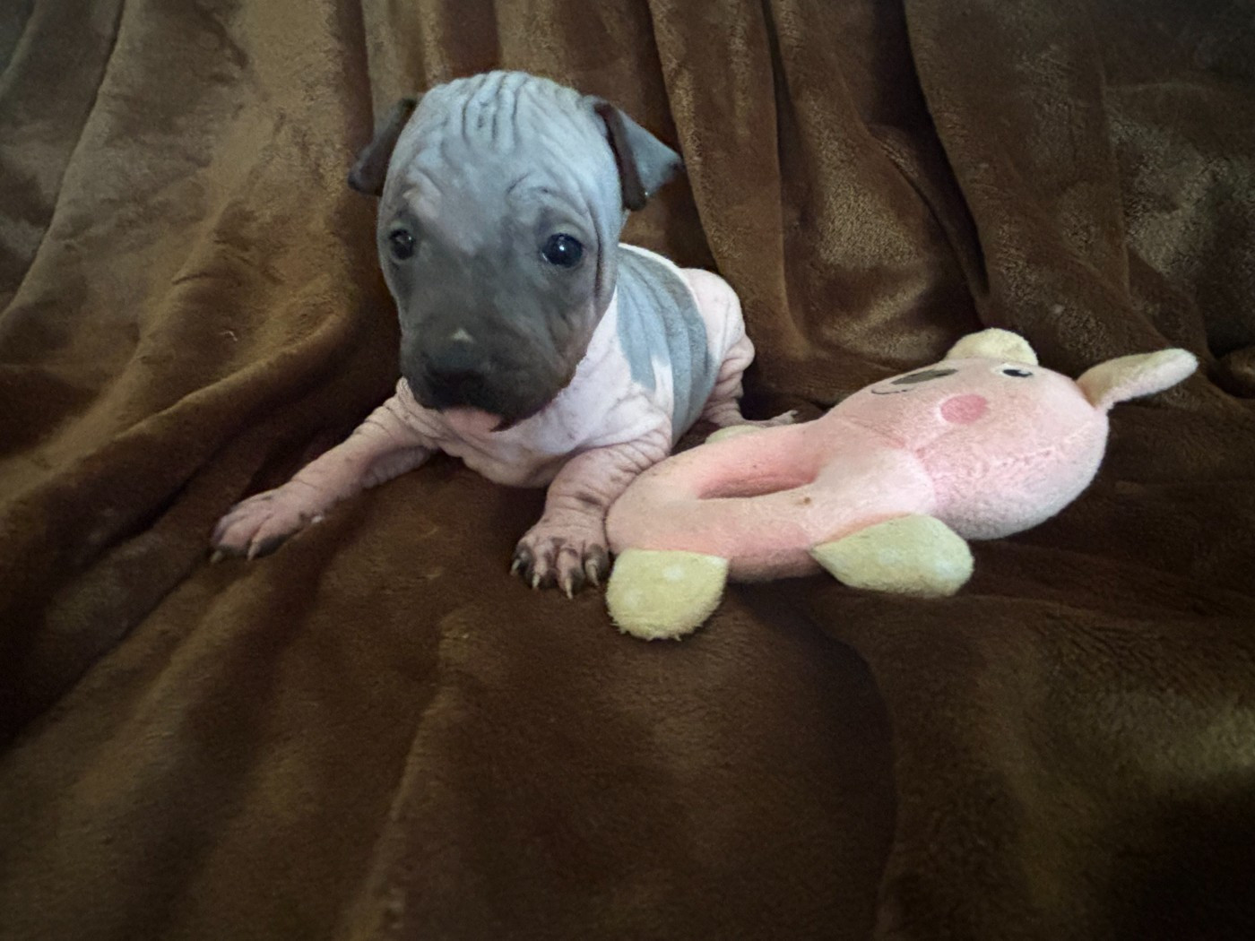 Du Haras Du Paty - Chiots disponibles - Terrier nu americain