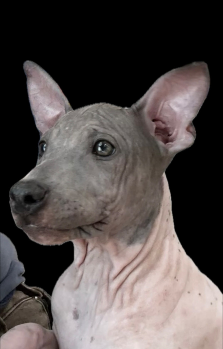Du Haras Du Paty - Chiots disponibles - Terrier nu americain