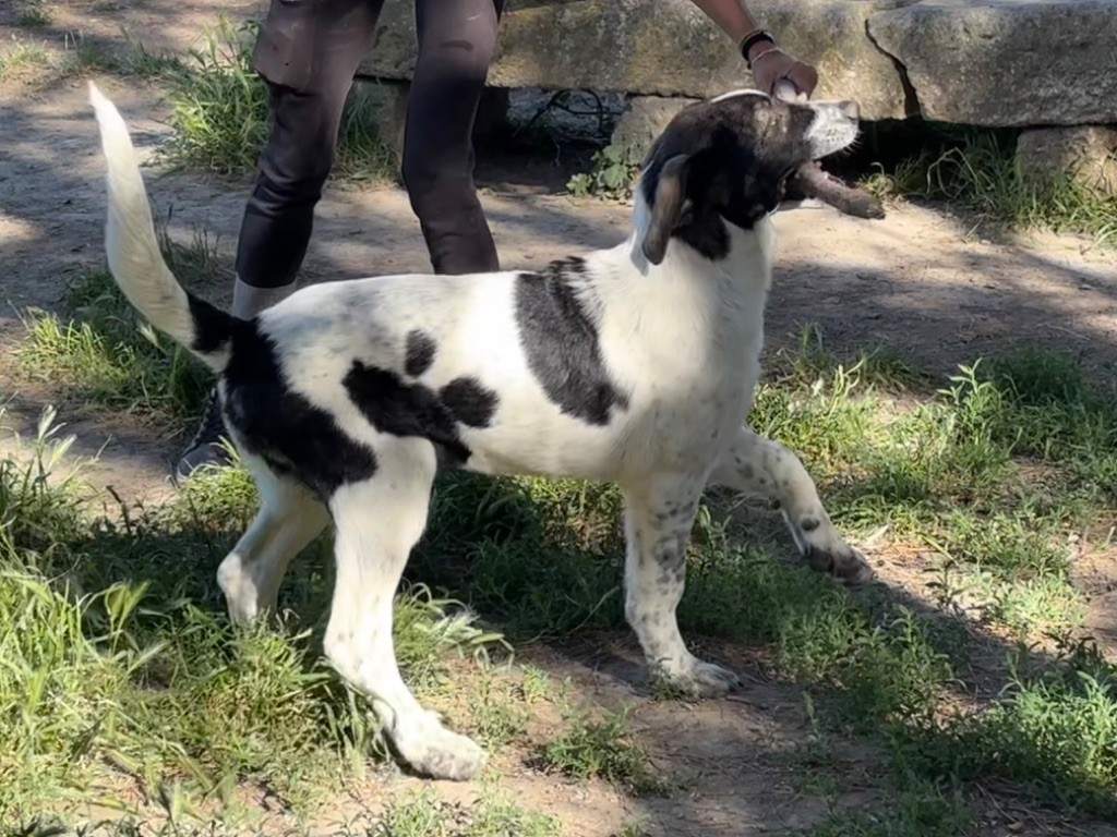 Du Haras Du Paty - Chiots disponibles - Cao de Gado Transmontano