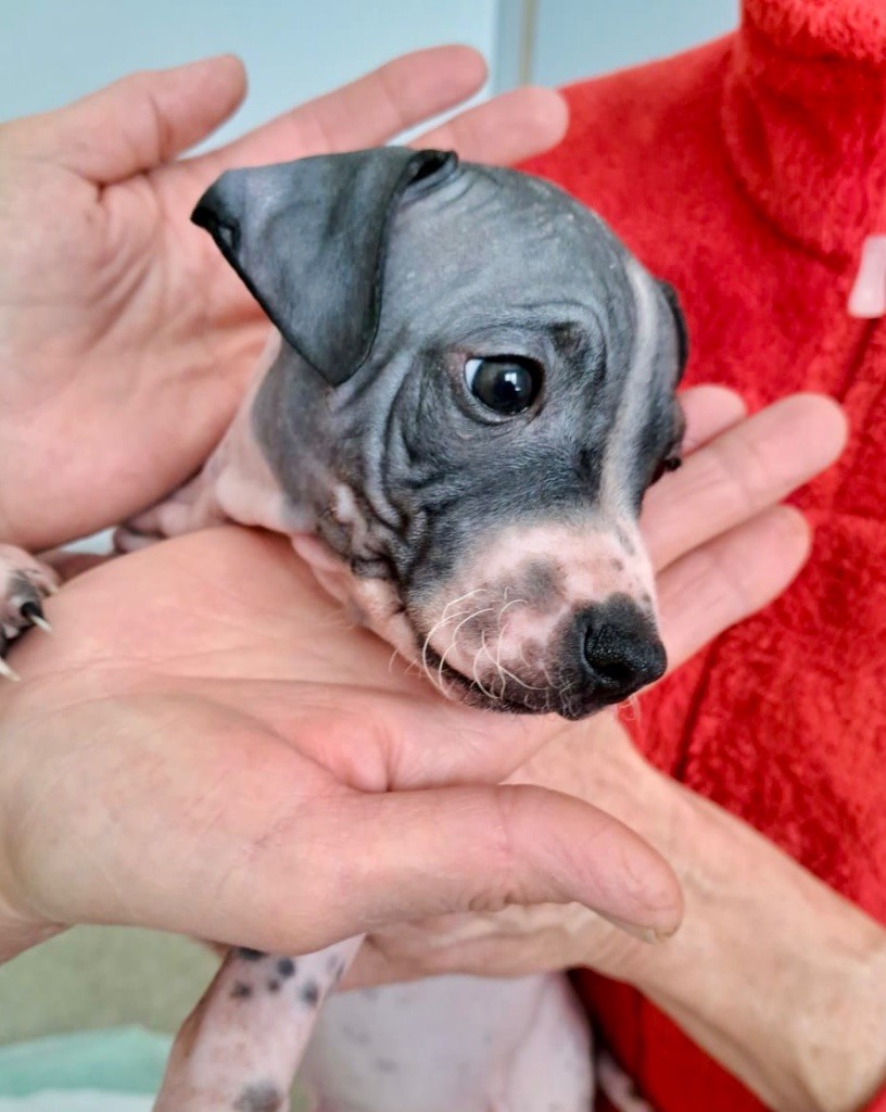 Du Haras Du Paty - Chiots disponibles - Terrier nu americain