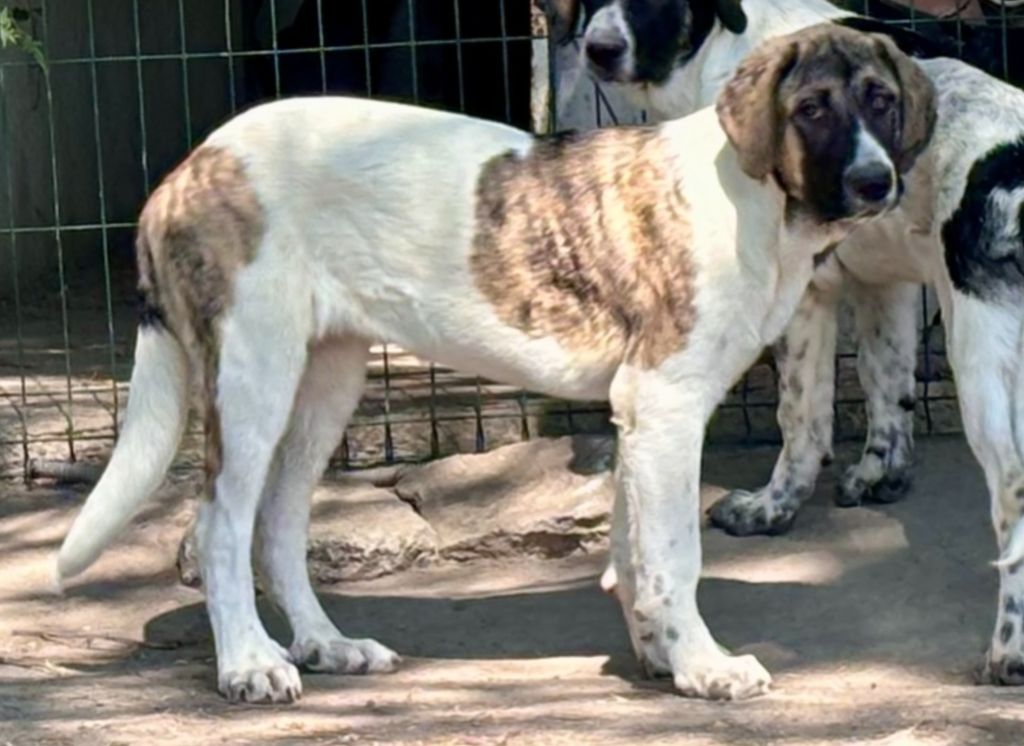 Du Haras Du Paty - Chiots disponibles - Cao de Gado Transmontano