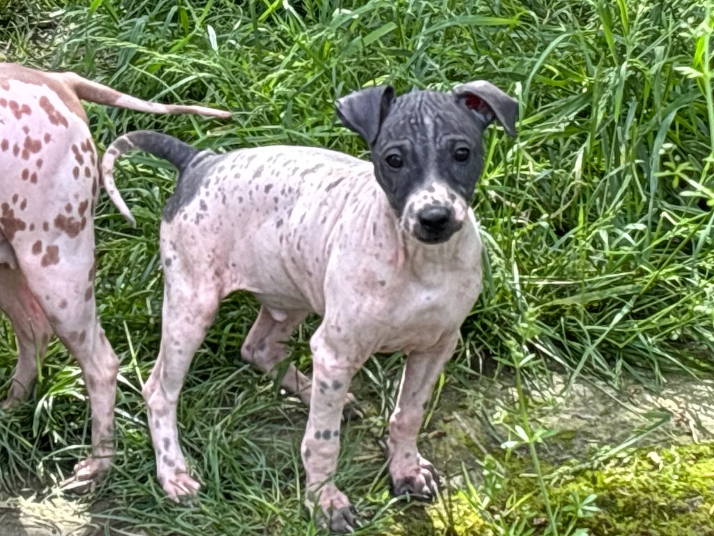 Du Haras Du Paty - Chiots disponibles - Terrier nu americain