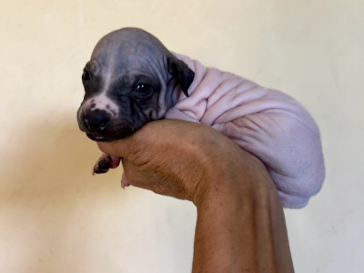Chiot N°3