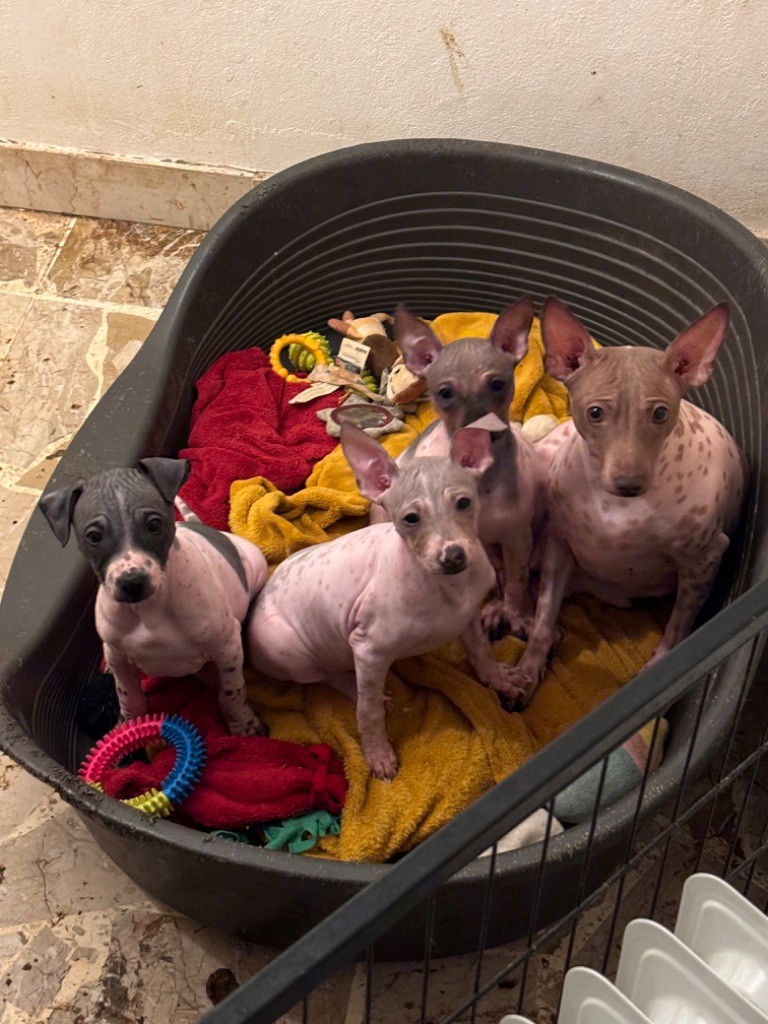 Chiot Terrier nu americain Du Haras Du Paty